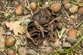 Attēlu rezultāti vaicājumam “Otidea bufonia”