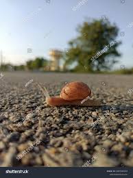 Attēlu rezultāti vaicājumam “Leucochloridium paradoxum”