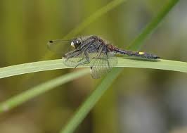 Attēlu rezultāti vaicājumam “Leucorrhinia pectoralis”