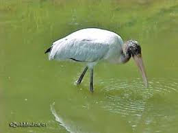 Attēlu rezultāti vaicājumam “Ciconiiformes”