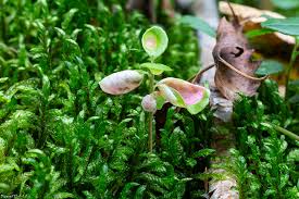 Attēlu rezultāti vaicājumam “Exobasidium vaccinii”