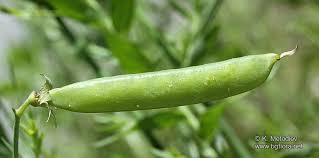 Attēlu rezultāti vaicājumam “Pisum sativum fruit”