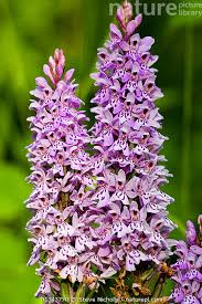 Attēlu rezultāti vaicājumam “Dactylorhiza fuchsii flower”