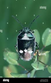 Attēlu rezultāti vaicājumam “Eurydema oleracea imago”