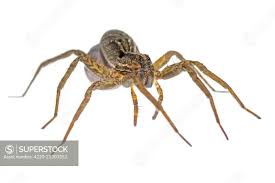 Attēlu rezultāti vaicājumam “Lycosidae”