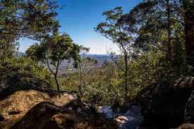 「Mt. Tamborine」的圖片搜尋結果