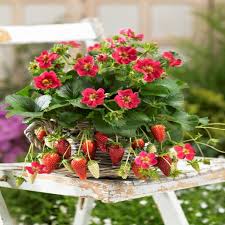 Attēlu rezultāti vaicājumam “Fragaria x ananassa”