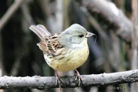 Image result for Emberiza spodocephala
