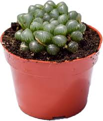 Image result for Haworthia