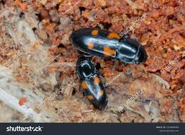 Attēlu rezultāti vaicājumam “Glischrochilus quadripunctatus”