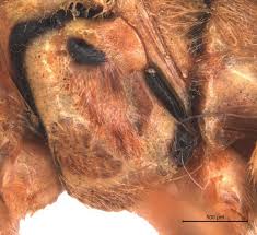 Attēlu rezultāti vaicājumam “Aphodius subterraneus imago”