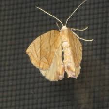 Attēlu rezultāti vaicājumam “Eulithis sp.”