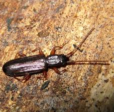 Attēlu rezultāti vaicājumam “Dendrophagus crenatus”