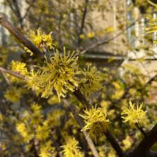 Attēlu rezultāti vaicājumam “Polygonatum odoratum flower”