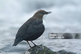 Attēlu rezultāti vaicājumam “Cinclus cinclus”