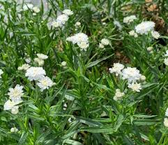 Image result for Achillea Ptarmica