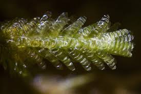 Attēlu rezultāti vaicājumam “Homalia trichomanoides sporophyte”