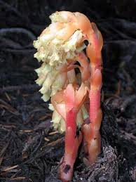 Attēlu rezultāti vaicājumam “Monotropa hypopitys bud”
