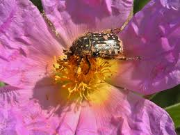 Attēlu rezultāti vaicājumam “Oxythyrea funesta imago”