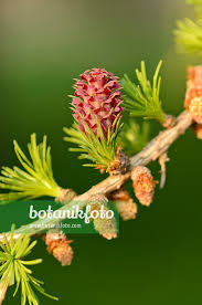 Attēlu rezultāti vaicājumam “Larix kaempferi female flower”