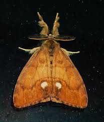 Attēlu rezultāti vaicājumam “Orgyia antiqua imago”