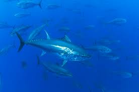 Image result for Thunnus thynnus
