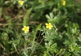 Attēlu rezultāti vaicājumam “Potentilla argentea”