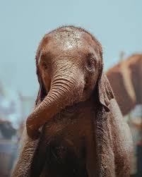 Image result for sad elephant