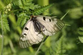 Attēlu rezultāti vaicājumam “Euphydrias aurinia upperside”