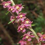 Attēlu rezultāti vaicājumam “Epipactis atrorubens fruit”