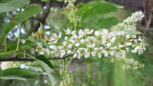 Attēlu rezultāti vaicājumam “Prunus serotina flower”