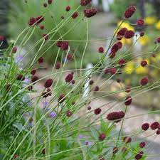 Attēlu rezultāti vaicājumam “Sanguisorba officinalis”