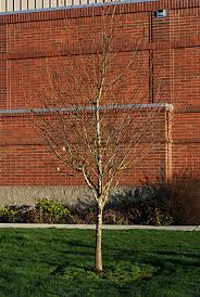 Attēlu rezultāti vaicājumam “Prunus padus var. roseiflora”