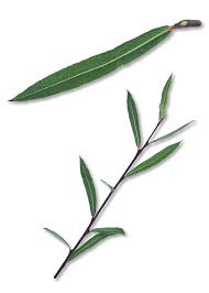 Attēlu rezultāti vaicājumam “Salix purpurea leaf”