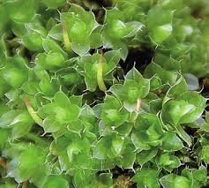 Attēlu rezultāti vaicājumam “Bryum funkii cells”