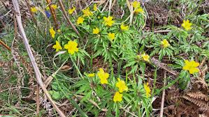 Attēlu rezultāti vaicājumam “Anemone ranunculoides bud”