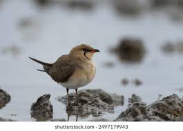 Image result for Glareola pratincola