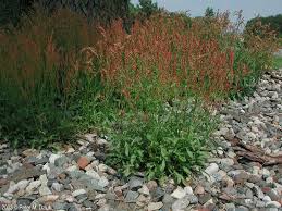 Attēlu rezultāti vaicājumam “Rumex acetosa bud”