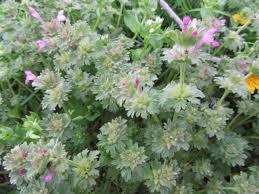 Attēlu rezultāti vaicājumam “Lamium amplexicaule flower”