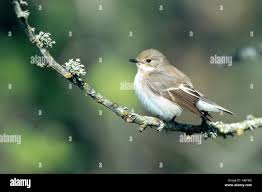 Attēlu rezultāti vaicājumam “Ficedula hypoleuca female”