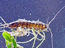 Attēlu rezultāti vaicājumam “Asellus aquaticus”