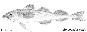 Image result for Boreogadus saida