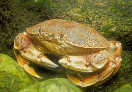 Image result for Cancer irroratus