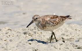 Image result for Calidris tenuirostris
