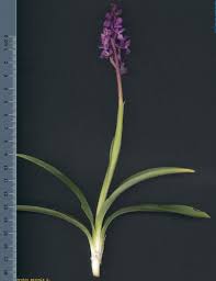 Attēlu rezultāti vaicājumam “Orchis mascula leaf”