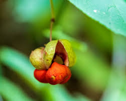 Attēlu rezultāti vaicājumam “Euonymus verrucosus fruit”