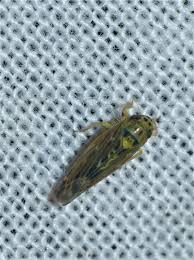 Attēlu rezultāti vaicājumam “Lamprotettix nitidulus”