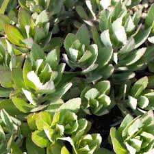 Attēlu rezultāti vaicājumam “Sedum pallidum bud”