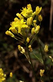 Attēlu rezultāti vaicājumam “Xylita laevigata”