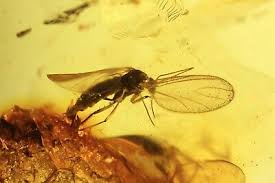 Attēlu rezultāti vaicājumam “Sciaridae”